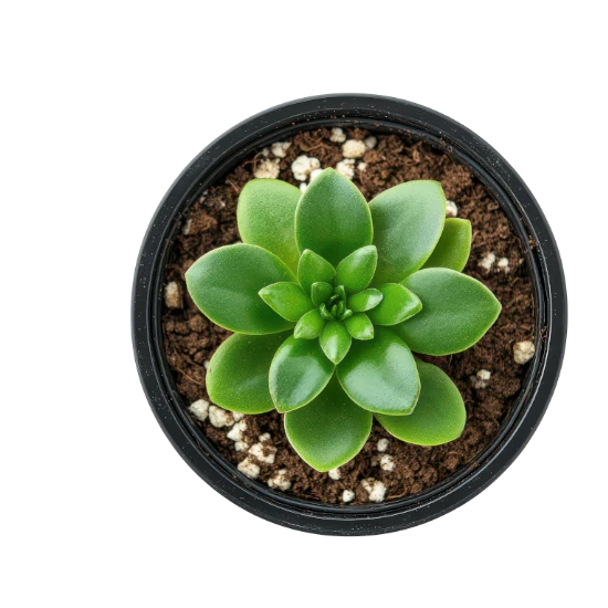 Ilustração decorativa de planta no cabeçalho do perfil
